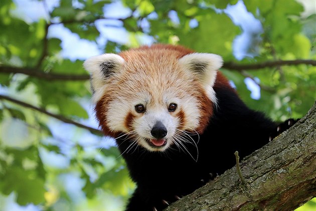 V plzeské zoologické zahrad postrádají samce pandy ervené. Utekl z...
