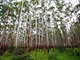 Eukalyptus dorst po deseti letech do vky 24 metr.