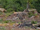 Narozen sedmi vlch mlat v Javornkch je raritou.  (7. 8. 2019)