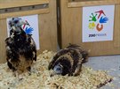 Zaměstnanci Zoo Praha ve čtvrtek v podvečer dopravili dvě samičky supa...