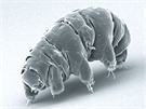Želvuška (Milnesium tardigradum) zachycená elektronovým mikroskopem (SEM)
