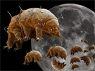 Na Msíci je nyní tisíce elvuek (Milnesium tardigradum), které peijí...
