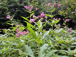 Netýkavka �láznatá likviduje ostatní rostliny a stahuje na sebe hmyz.
