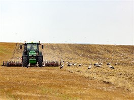 Mnohasethlavá apí hejna debuírující na moravských polích zarazila i zkuené...