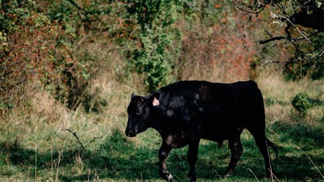 Plemeno Wagyu