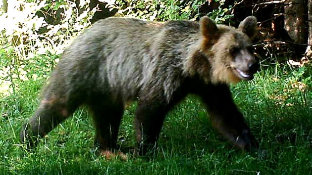 Tak fotopast zachytila medvda v oblasti hory Smrk v Moravskoslezskch Beskydech na konci loskho ervna.