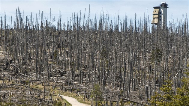 Pohled na umavskou rozhledu na Polednku. Na fotografii pouit v kampani Jihoeskho kraje jsou vidt pevn odumel stromy.