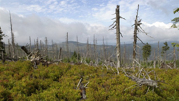 Krovec a orkn Kyrill poniil lesy v okol Polednku.