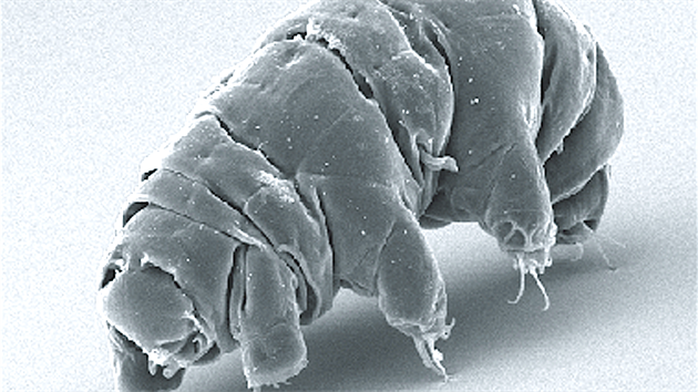 elvuka (Milnesium tardigradum) zachycen elektronovm mikroskopem (SEM)