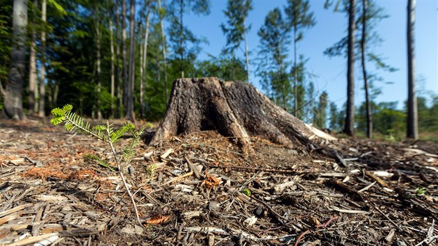 Na holinách, které zůstaly po kůrovcové kalamitě na severu Olomoucka, už rostou nové stromy. Smrky střídá buk a další hlavně listnaté druhy dřevin.