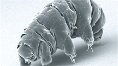 elvuka (Milnesium tardigradum) zachycená elektronovým mikroskopem (SEM)