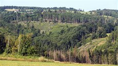 Lesy kolem Huzové na severu Olomoucka jsou plné holin, které jsou následkem...