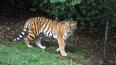 Do pražské zoo přibyla nová tygřice Arila (1. srpna 2019)