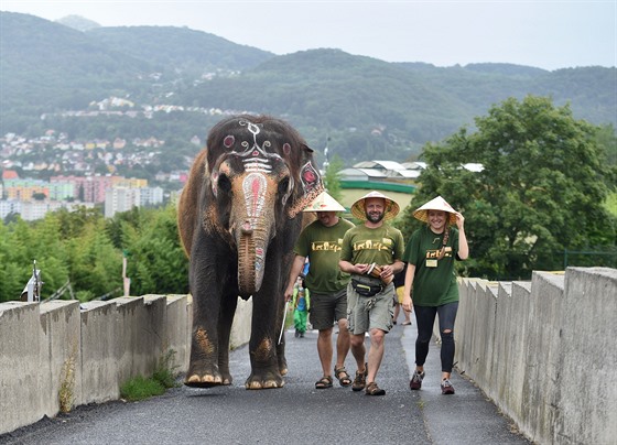 Ústecká slonice Delhi na procházce v zoo.