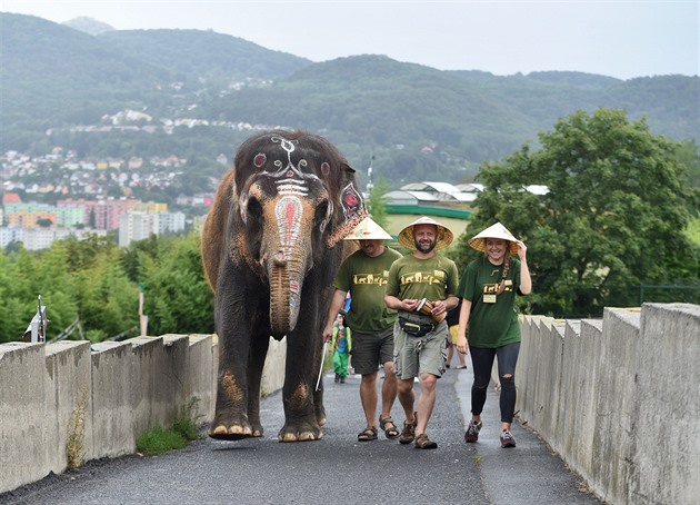 Delhi je asijský slon, narodila se ve Vietnamu a malovali jsme ji takto asi...