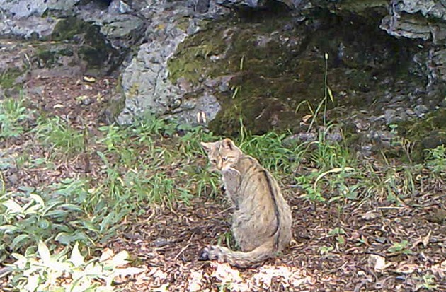 Odborníci zjistili v Doupovských horách u druhý výskyt koky divoké.