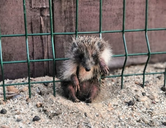 Jeka uvázlého v plot vysvobodili beclavtí stráníci pomocí pákových kletí.