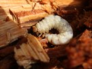 Dalím znovuobjeveným druhem je roháek jedlový. Na snímku je larva.