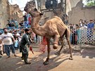 OB̍ BOHM. Obyvatelé pákistánského Péávaru pihlíejí obtování velblouda o...