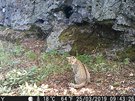 Koku divokou natoila kamera v Doupovských horách