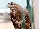 Ornitolog Zdenk Macha denn zachrn deset a dvacet ptk, o kter se pak...