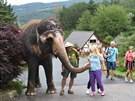 Kontaktem se slonic Delhi si nvtvnci steck zoo pipomnli Mezinrodn...