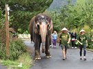 Mezi nvtvnky steck zoo se slonice Delhi vydala v netradinm odvu -...