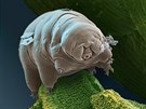 elvuka (Milnesium tardigradum) pod 300násobným zvtením