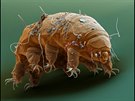 elvuka (Milnesium tardigradum) pod 700násobným zvtením