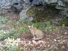 Odborníci zjistili v Doupovských horách už druhý výskyt kočky divoké.