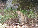 Odborníci zjistili v Doupovských horách už druhý výskyt kočky divoké.