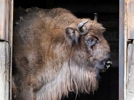 OHROENÝ DRUH. Zubr evropský vyhlíí ze svého výbhu v zoologické zahrad Rojev...