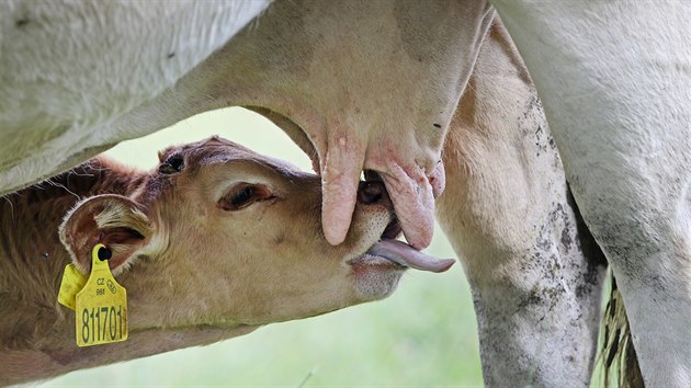 Biofarmu zaloil ped lety otec Petra Marka v astonn na Pelhimovsku.