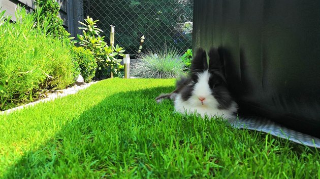 Zeleného dvorku si užívá i rodinný mazlík, králík Beník. Místo ve stínu tu vždycky najde.