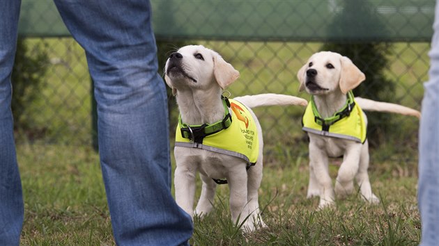 Dvě štěňata, která budou v budoucnu sloužit jako vodicí psi (8. srpna 2019).