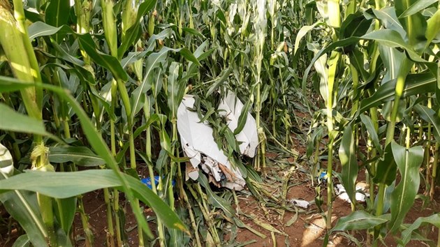 Trosky zříceného větroně v kukuřičném poli u Trutnova (13.08. 2019)