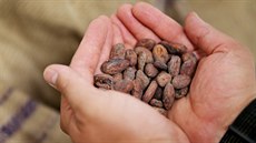 Celý proces výroby čokolády začíná výběrem kakaových bobů. Brněnská čokoládovna...
