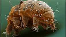 elvuka (Milnesium tardigradum) pod 700násobným zvtením