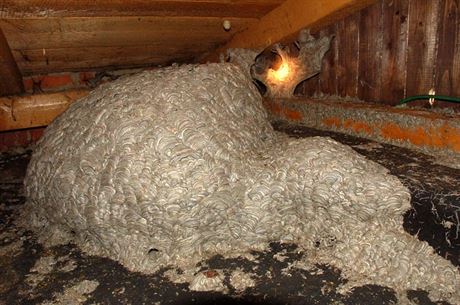 Obrovské vosí hnízdo se nacházelo ve stodole v Raeticích na Chomutovsku.