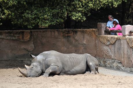 Nosoroec v zoo La Palmyre na západ Francie (17. kvtna 2018)