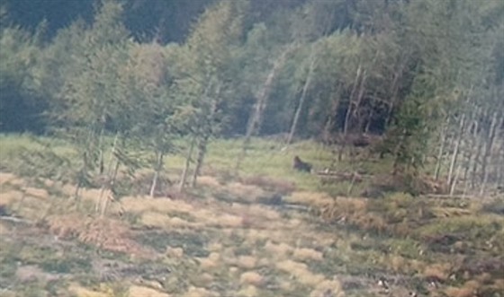 Snímek údajného medvěda v lese u Zubří, z něhož se nakonec vyklubal kořenový...