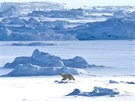 Lední medv�d nedaleko grónského fjordu Scoresbysund
