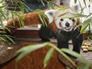 Sameek pandy erven po nvratu zpt do ubikace v plzesk zoo. Panda byla na...