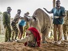 Fatu obklopili oetovatelé a dr. Stephen Ngulu z rezervace Ol Pejeta. Fatu...