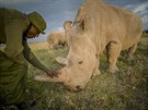 Oetovatel severních bílých nosoroc James Mwenda kontroluje Nájin, jednoho z...