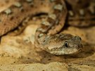 Anton�n Hn�zdil v Bioparku �t�t chov� i hady. Tato zmije pestr� ho u�tkla.