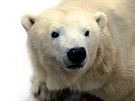 Ledn medvdice Bora, kter 28. srpna 2019 uhynula v prask zoo.
