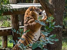 Tygr malajský Johann se vrhá na kmen s připevněnou kořistí. 
