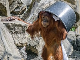 Mladá samička orangutana sumaterského Diri si vystačí s plastovým vědrem a o...