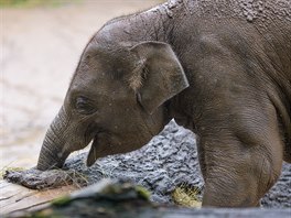 K Mezinárodnímu dni slonů dostali ti v Zoo Praha nadílku hned několika...